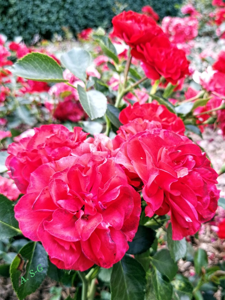 Rosen