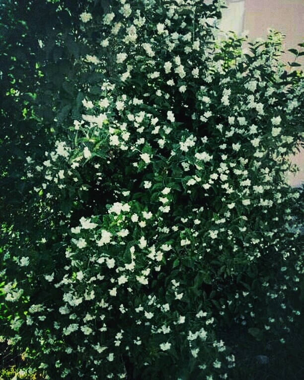 Jasmine