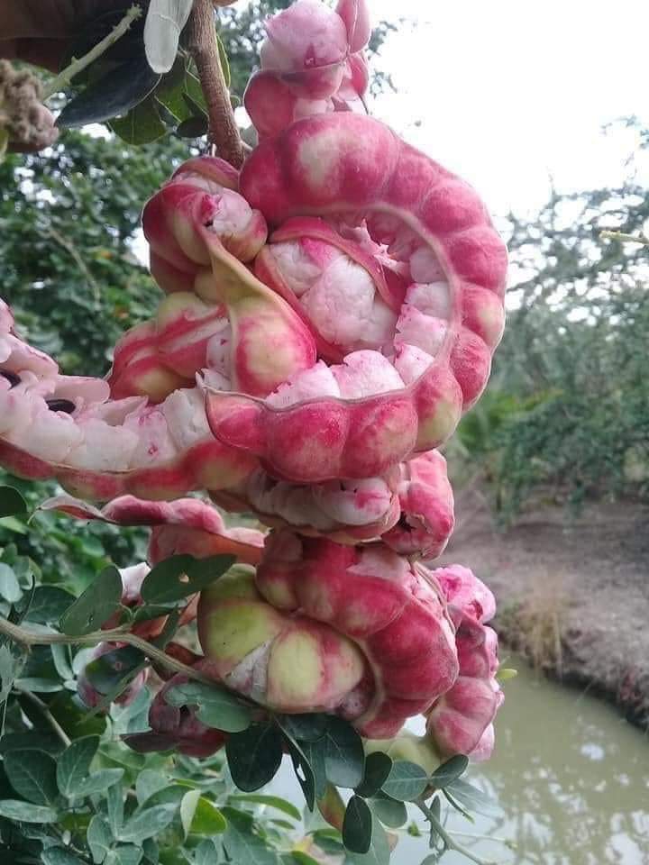 me đất