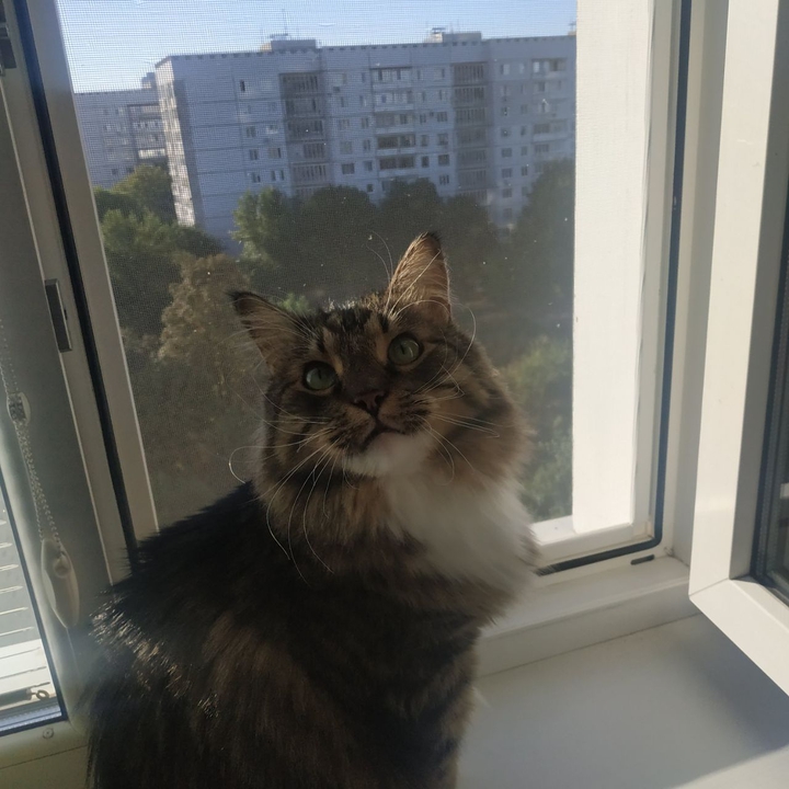 meow