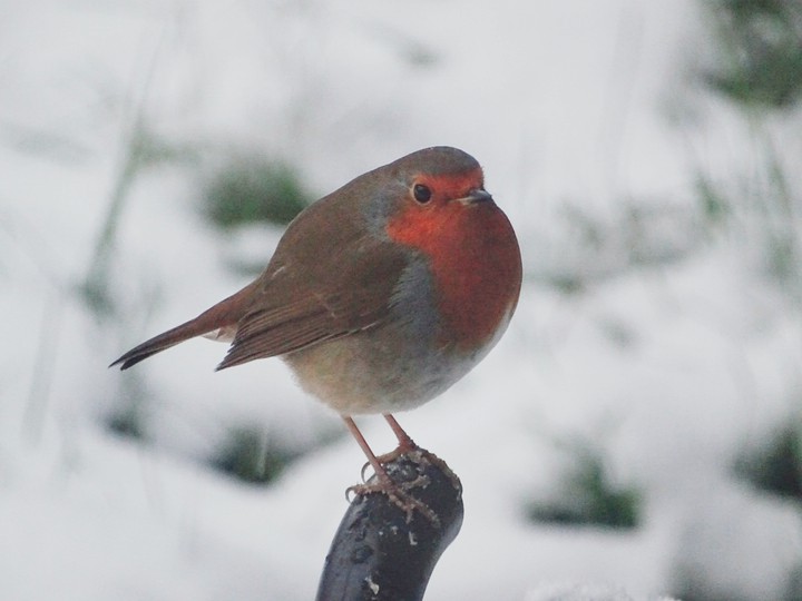 Robin