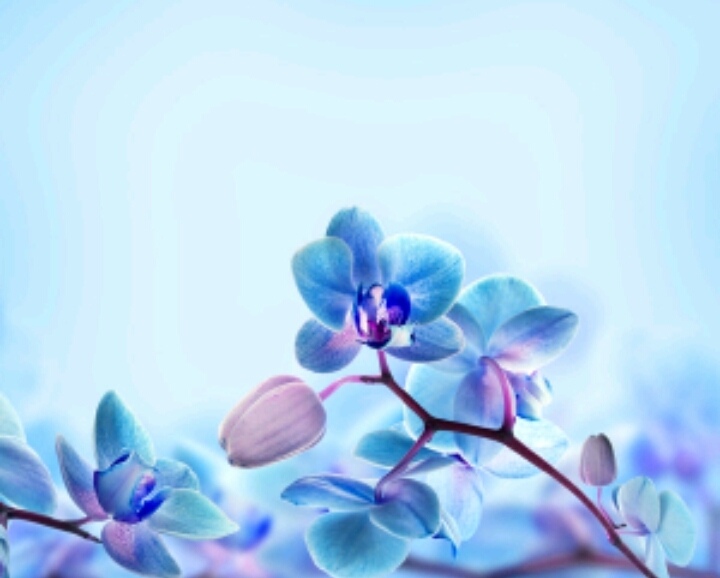 fleur