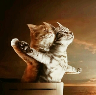 котики вперед!!!!