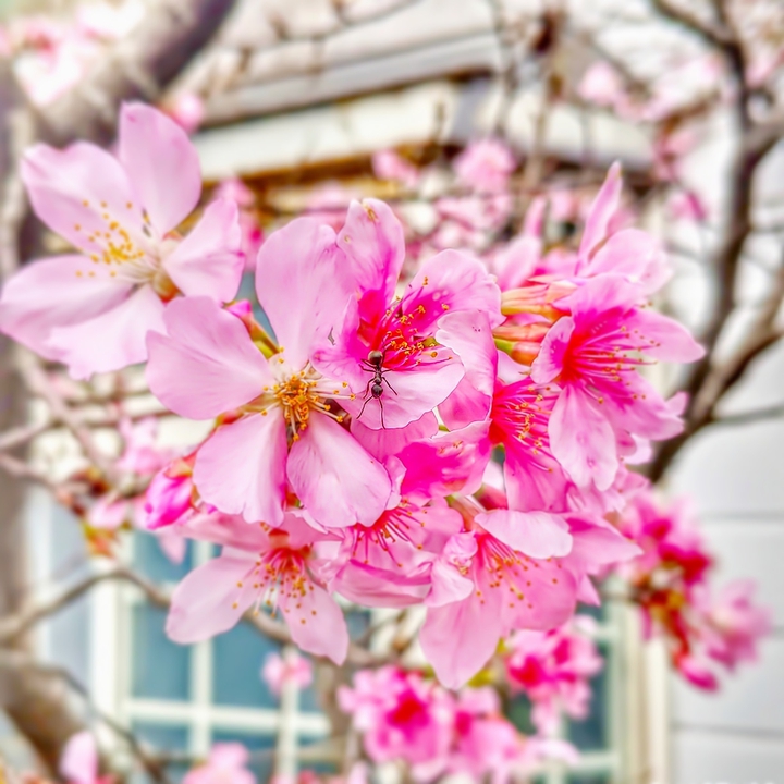 Cherry blossoms