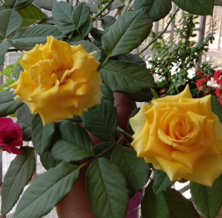 flowers