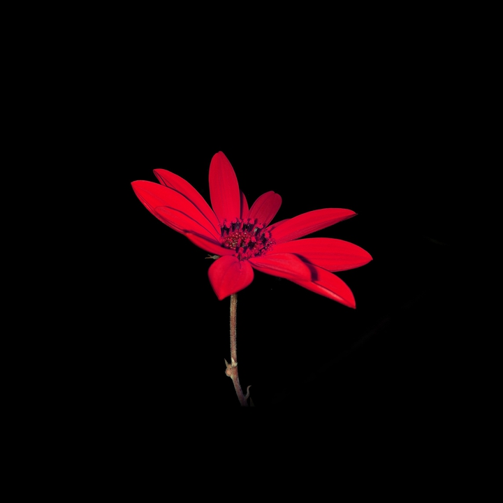 black & red