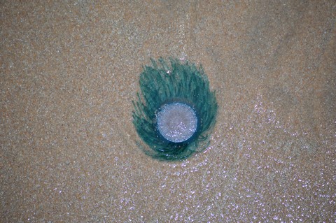 Jelly Fish