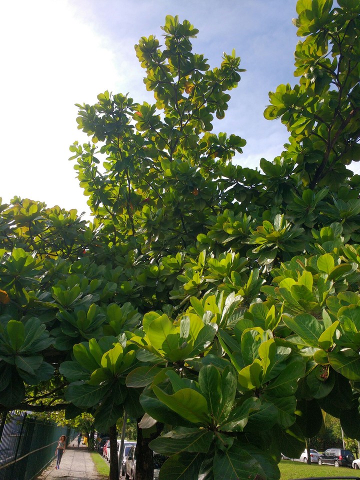 Beauty Tree
