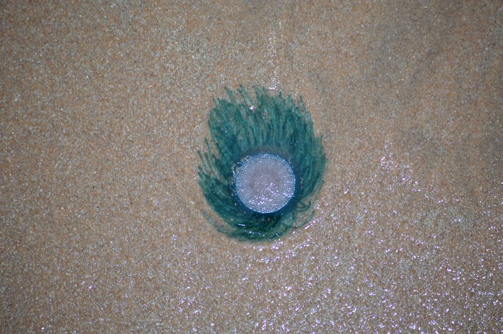 Jelly Fish