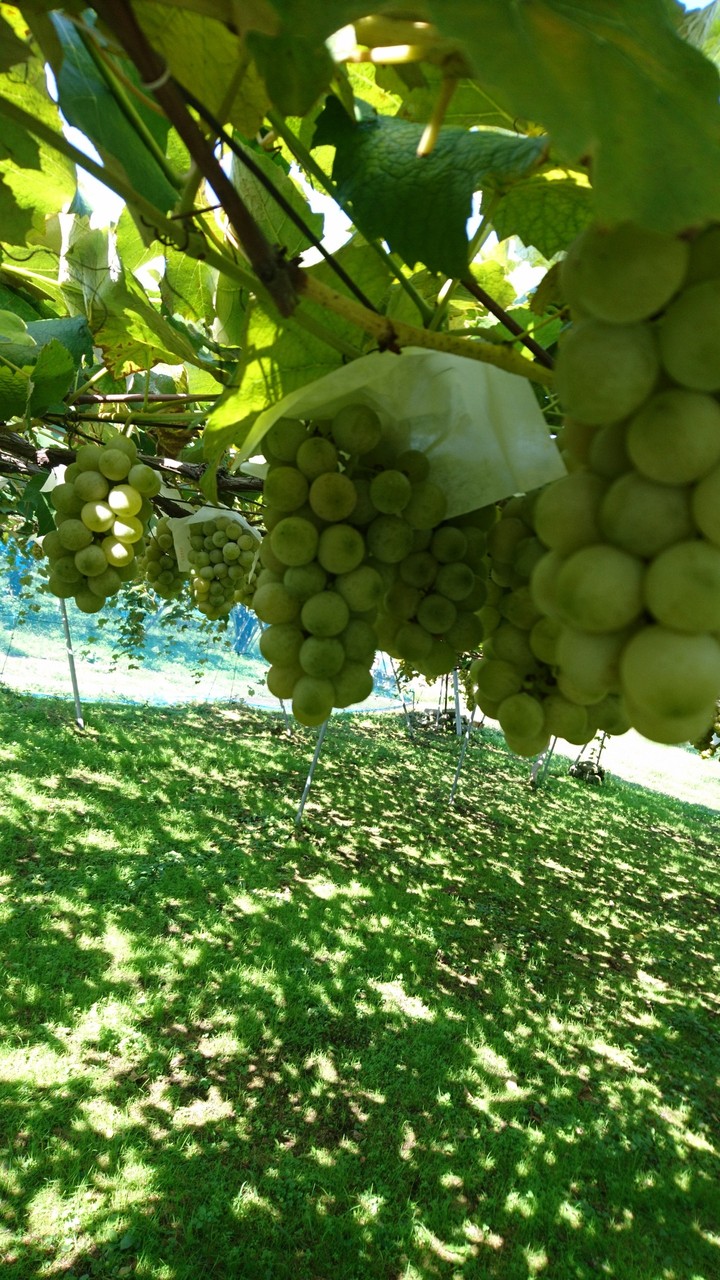 grape