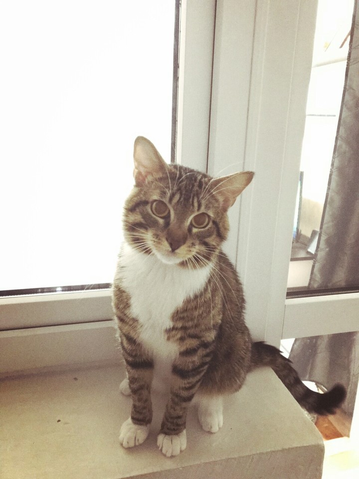 Cat:what do you need?