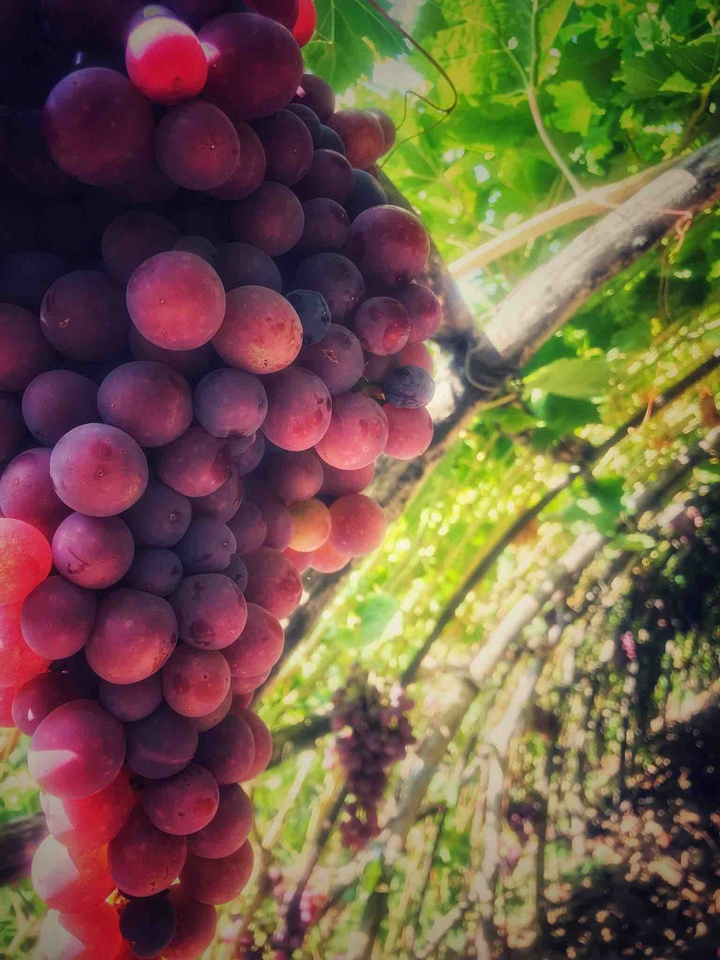 Grapes