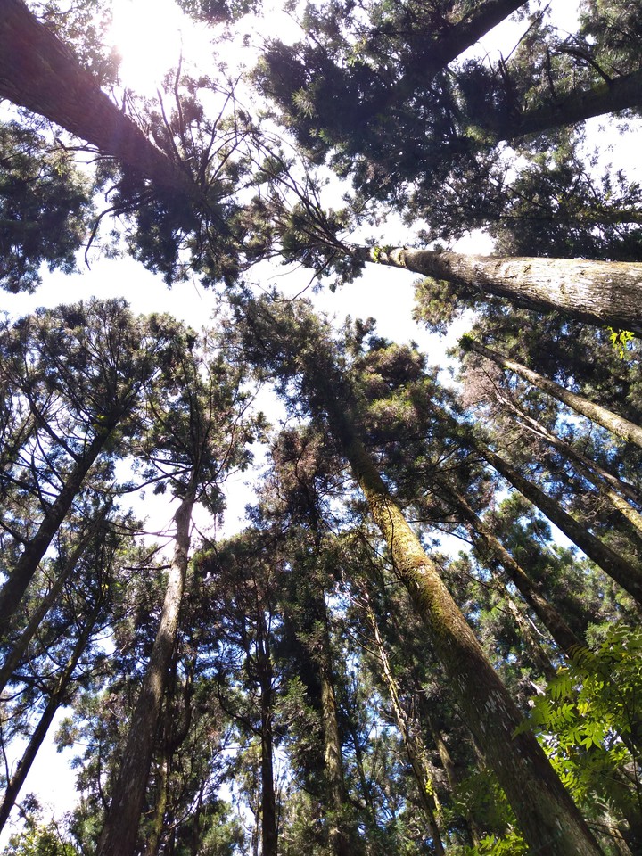 Forestry
