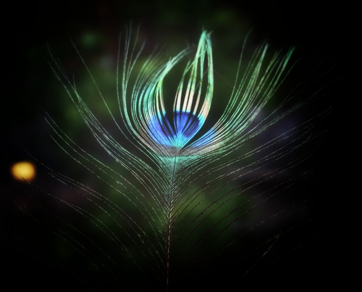 peacock feathers