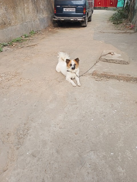 dog