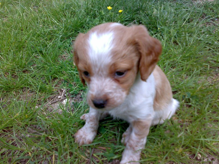 sweet dog