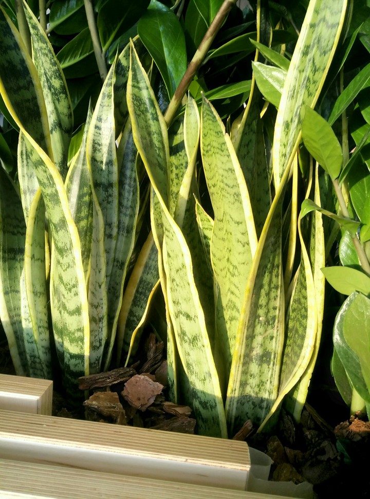 Plants