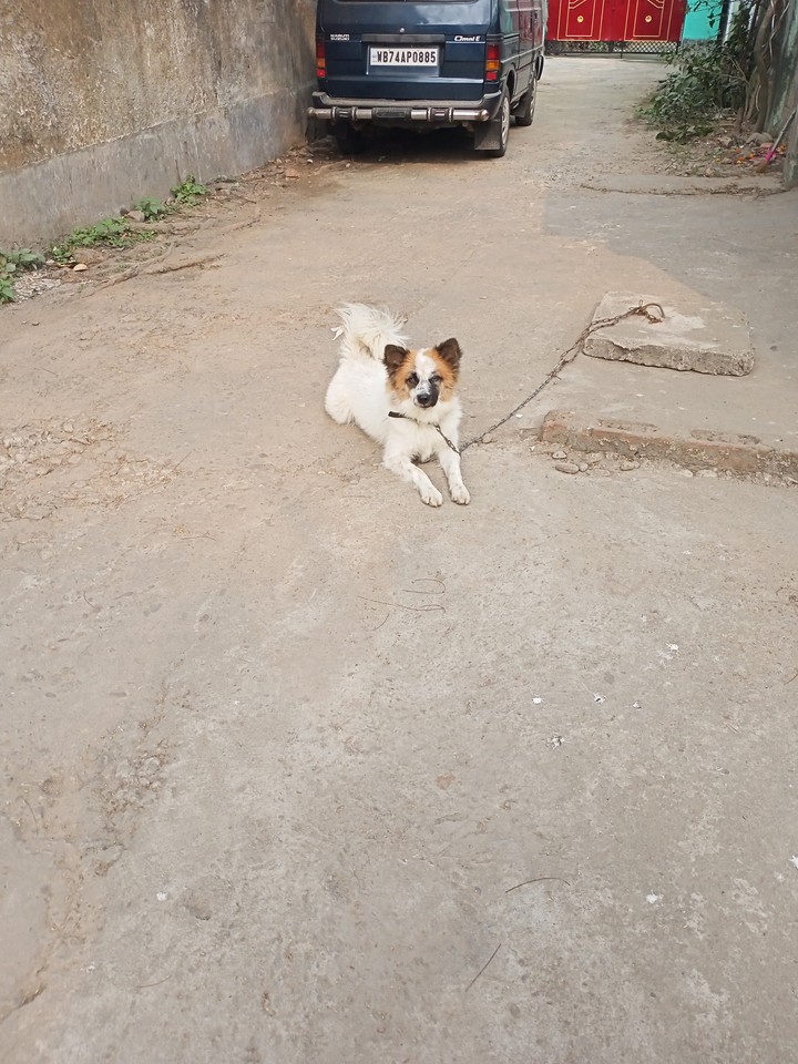 dog