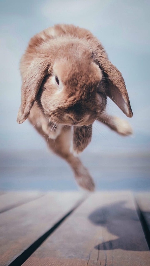 rabbit