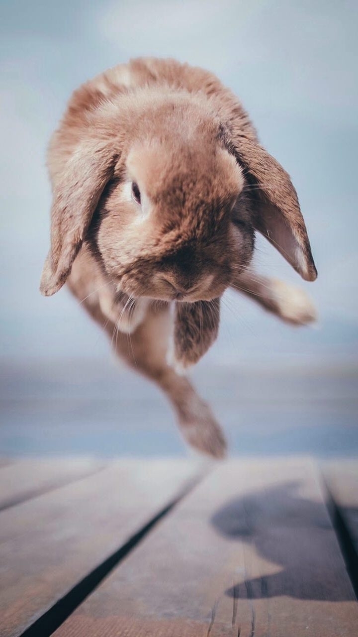 rabbit