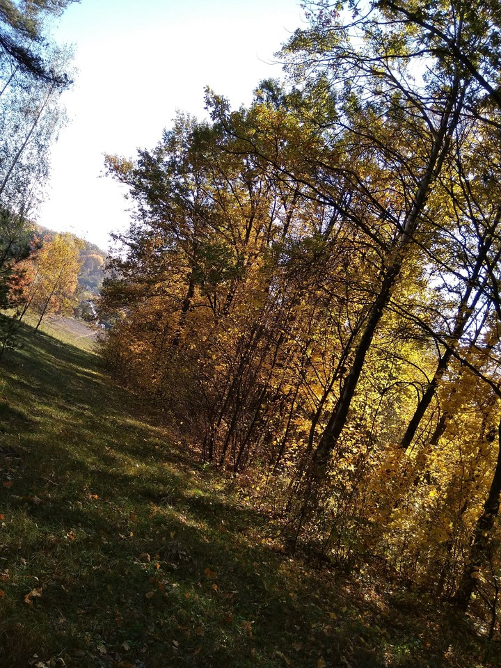 лес