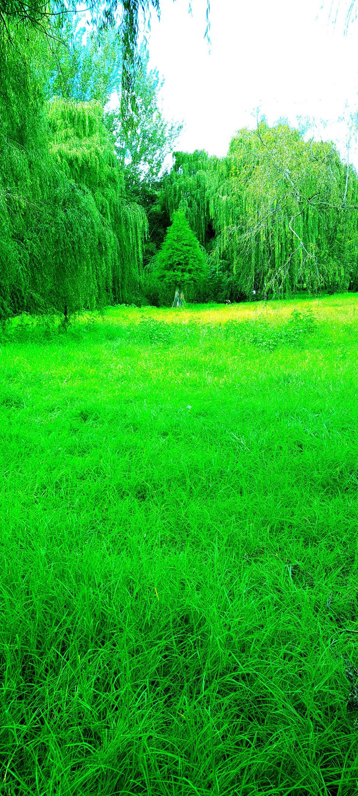 grass