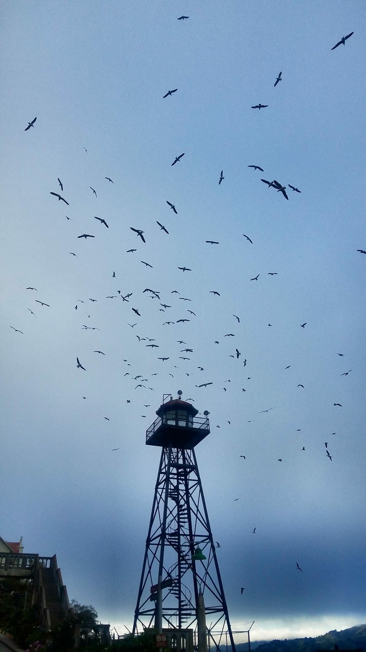 feeding frenzy