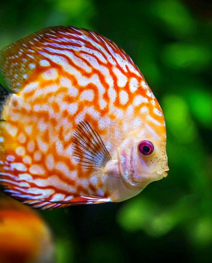 Aquarium