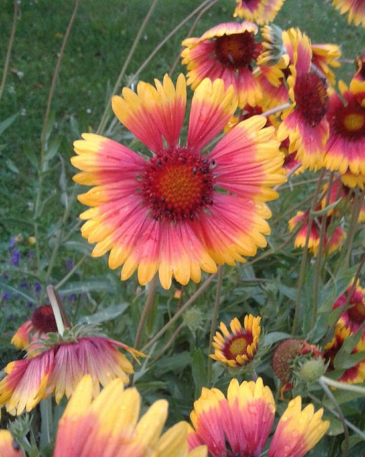 Red sunflower