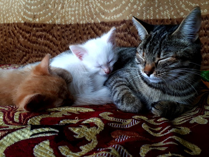 family