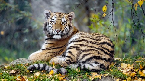 Tiger...(: