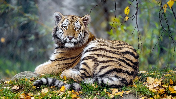 Tiger...(: