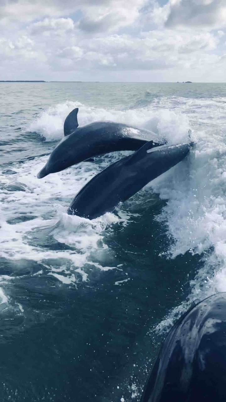 dolphins