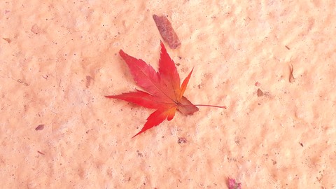 tapety Orange, Autumn