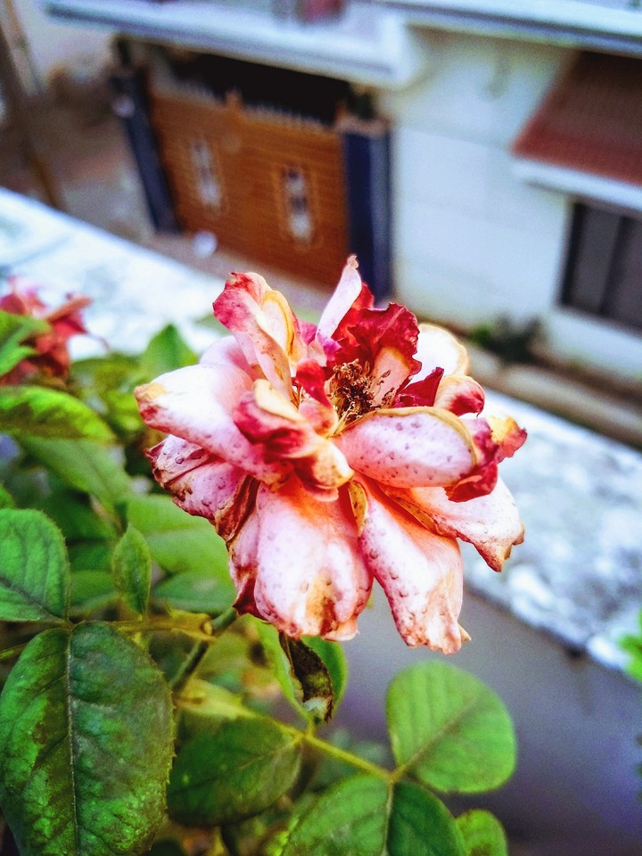 Rose