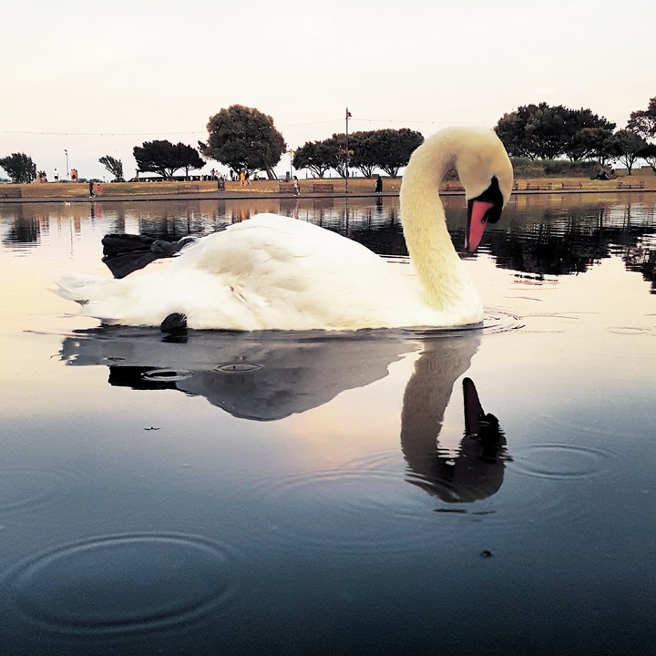swan lake