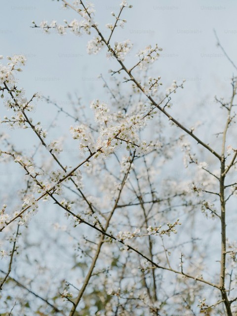 fonds d'écran prunus, Blossom
