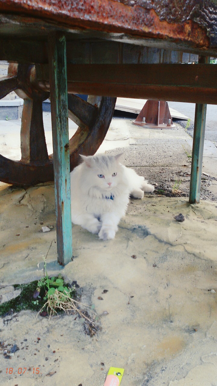 복실복실 야옹이♡