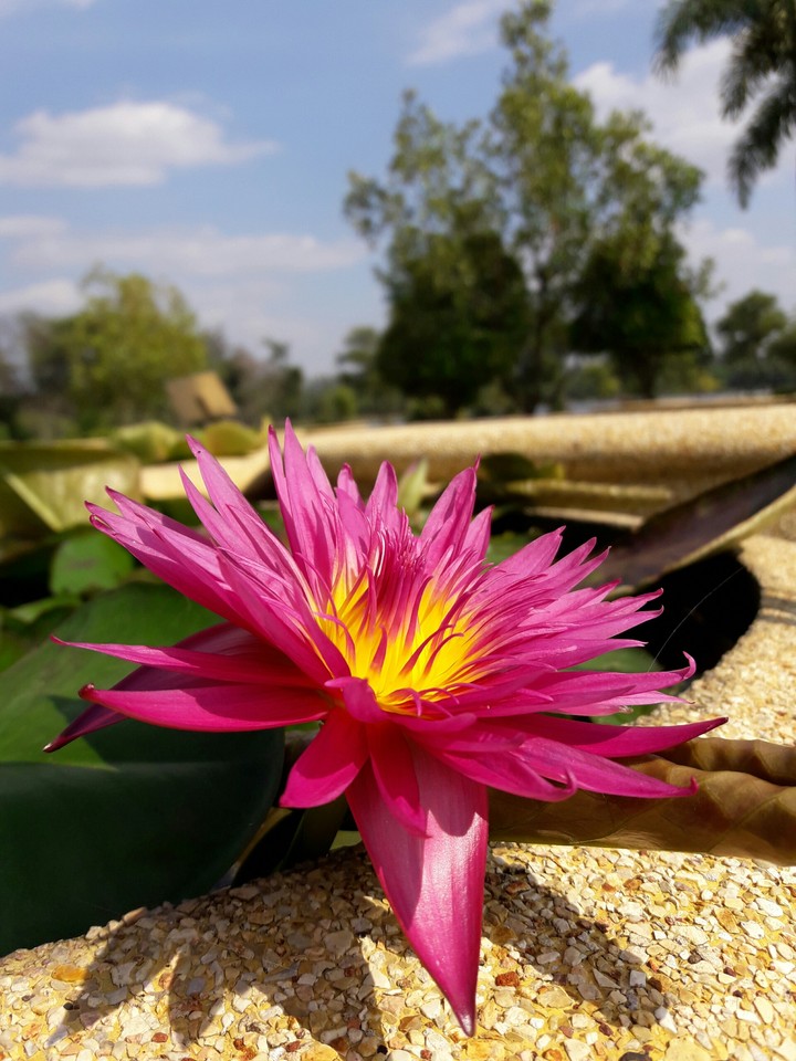 flower