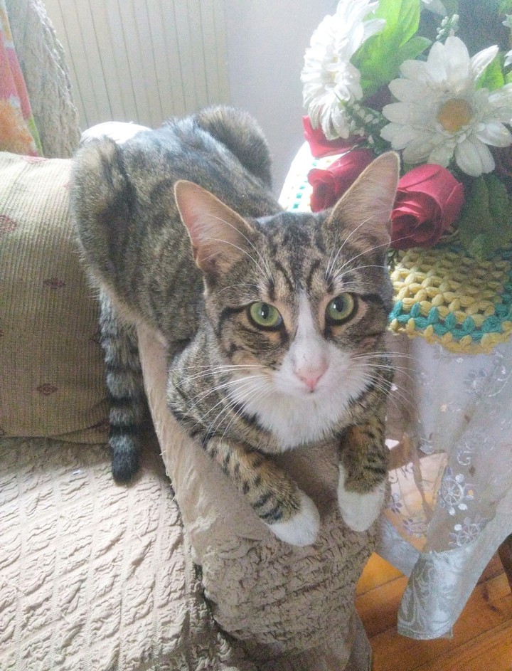 Cat pati