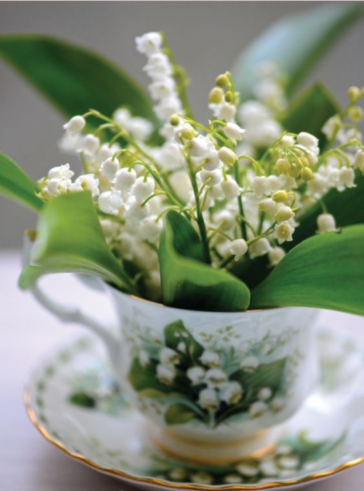 Lily of the valley