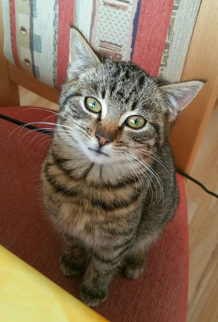cute cat