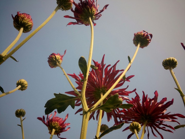Nature's Upside umbrellas