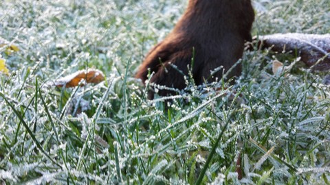 Frosty