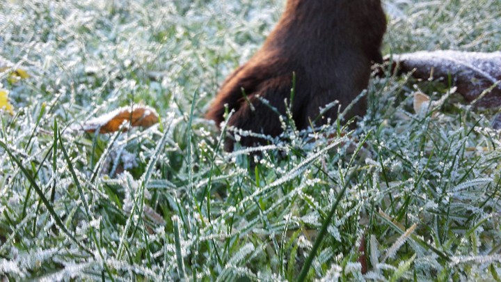 Frosty