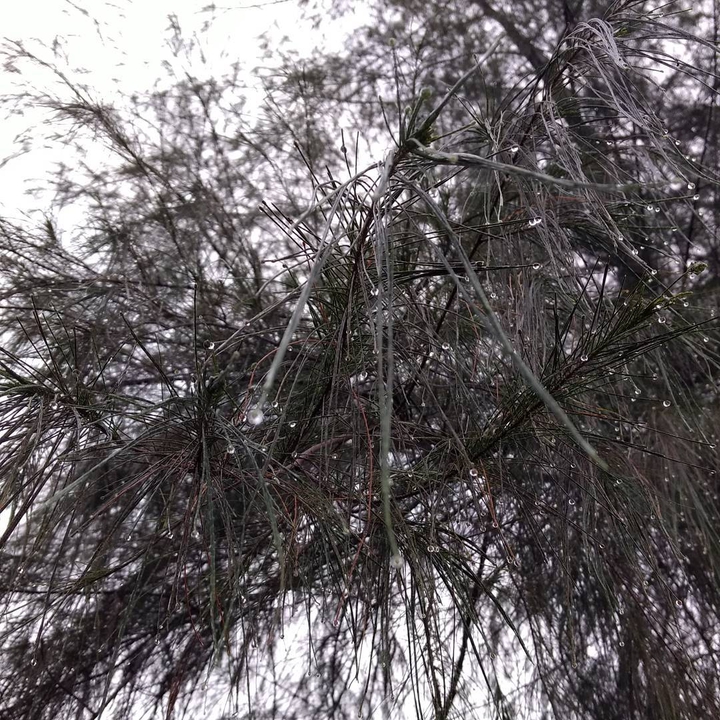 dewdrops