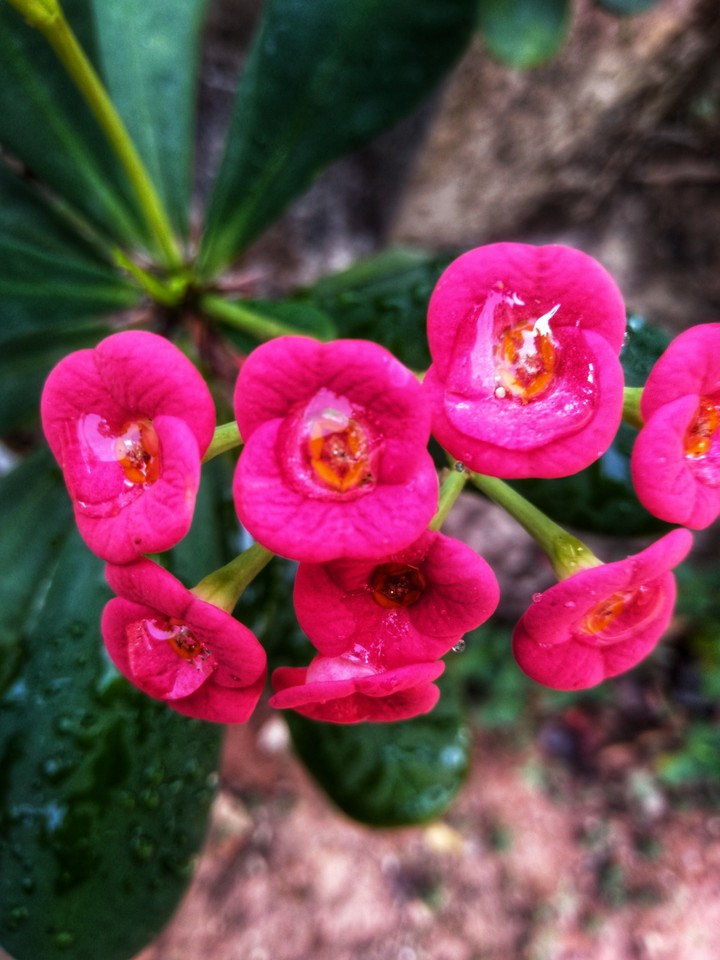 Euphorbia