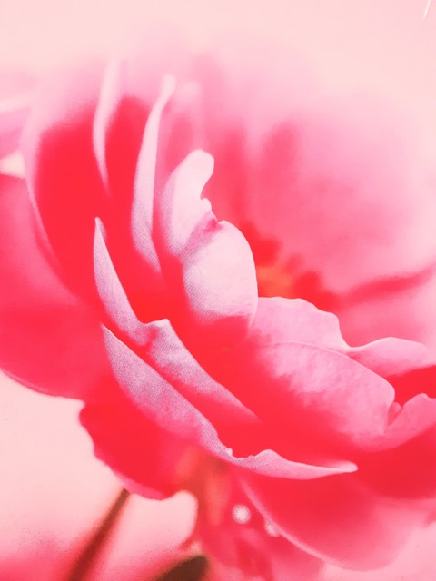 hình nền pink, rose