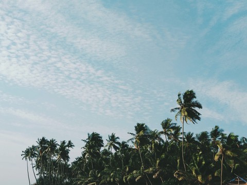 Palms