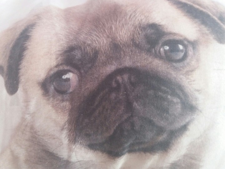 Gute mops